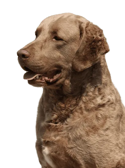 Bild für Chesapeake Bay Retriever