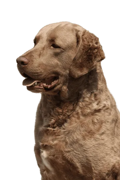 Chesapeake Bay Retriever Bild