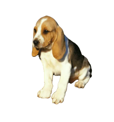 Chien d’Artois