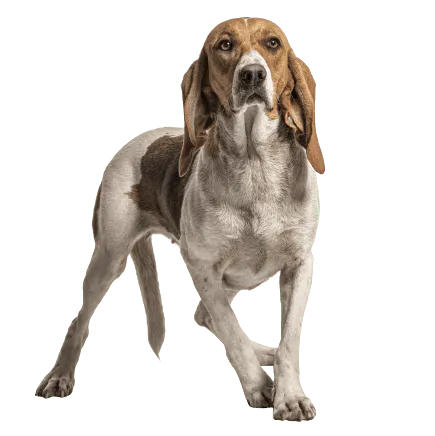 Chien d’Artois