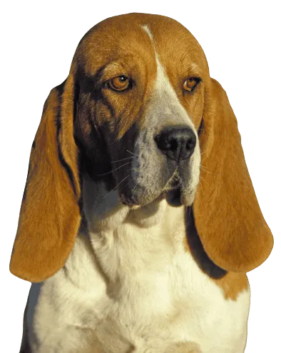 Chien d’Artois Bild