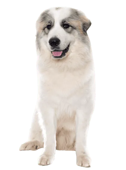 Chien de Montagne des Pyrénées