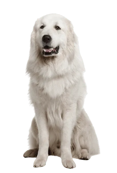 Chien de Montagne des Pyrénées