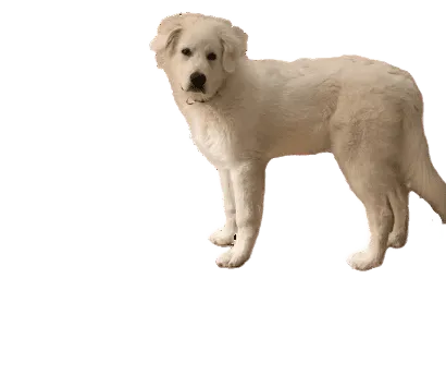 Chien de Montagne des Pyrénées