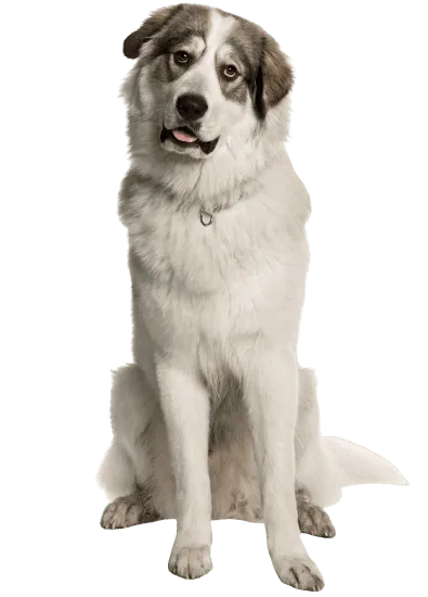 Bild für Chien de Montagne des Pyrénées