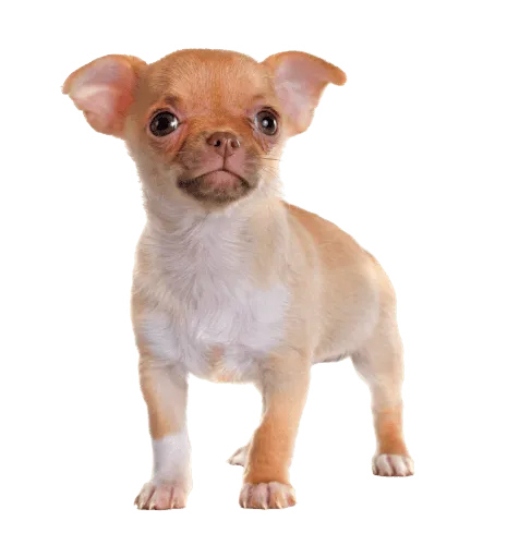 Chihuahua puppy