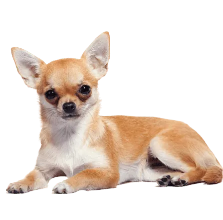 Chihuahua (5)