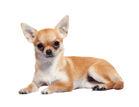 Chihuahua (5)