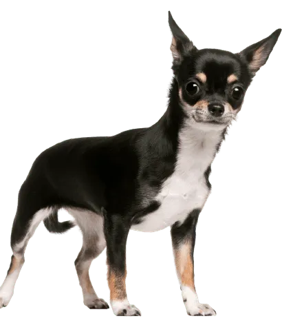Chihuahua 3