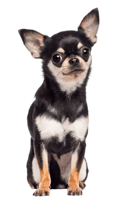 Chihuahua 2