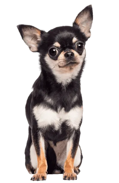 Chihuahua 2
