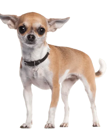Chihuahua (2)