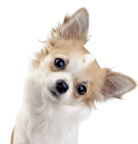Bild für Chihuahua
