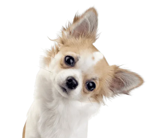Chihuahua Bild