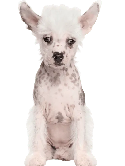 Chinesischer Schopfhund