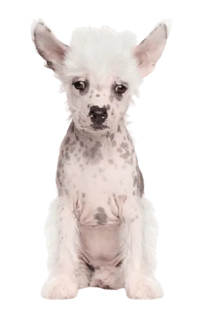 Chinesischer Schopfhund