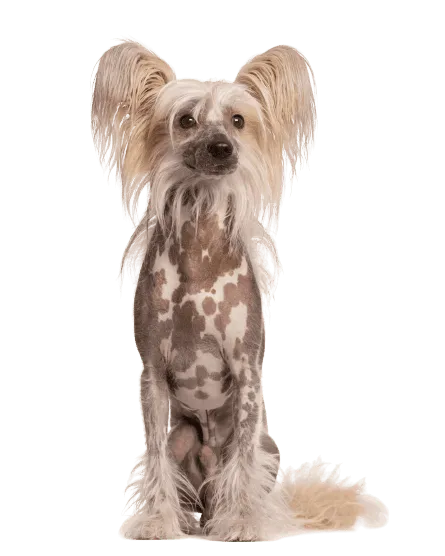 Chinesischer Schopfhund