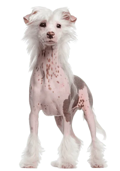 Chinesischer Schopfhund