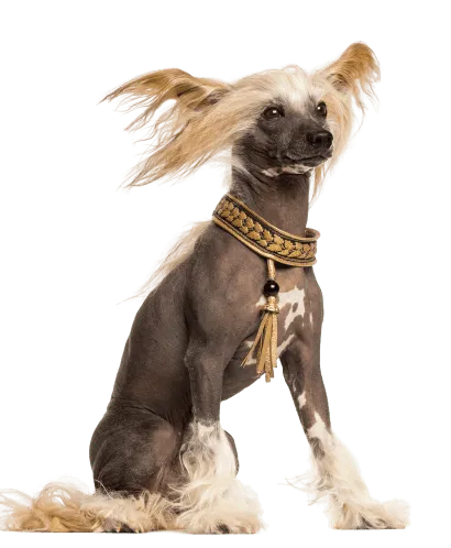 Chinesischer Schopfhund