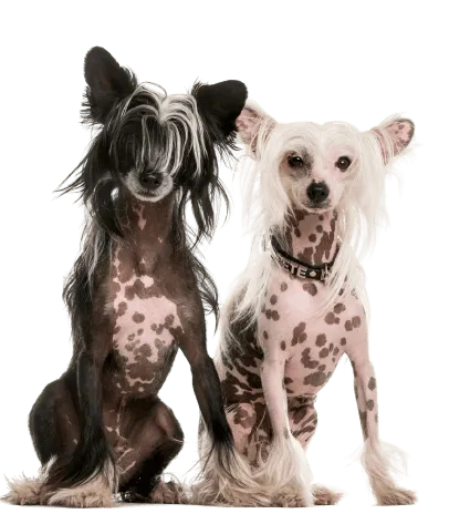 Chinesischer Schopfhund