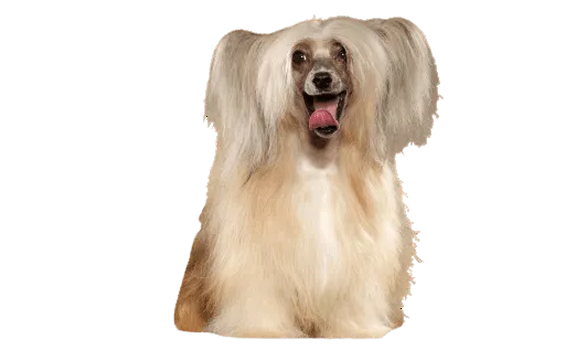 Chinesischer Schopfhund Bild