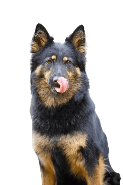 Chodský pes Bild