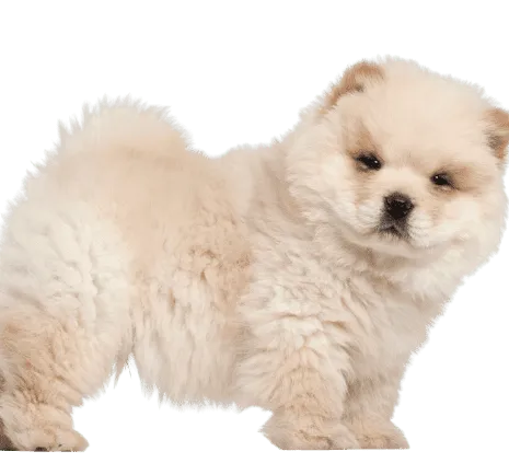 Chow Chow (2)