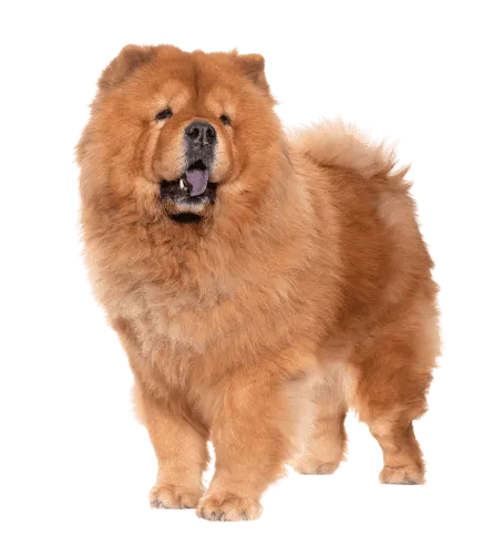 Chow Chow (4)