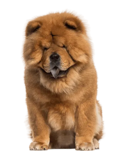 Chow Chow (3)
