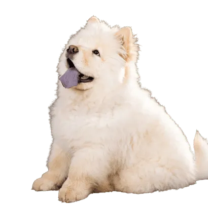 Chow Chow