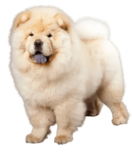 Chow Chow (5)