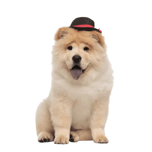 Chow Chow Bild