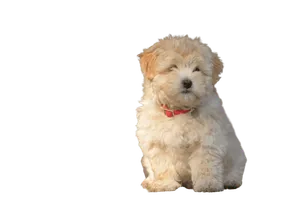 Ciobanesc-Romanesc-Mioritic-6