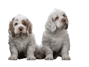 Clumber-Spaniel-6-1