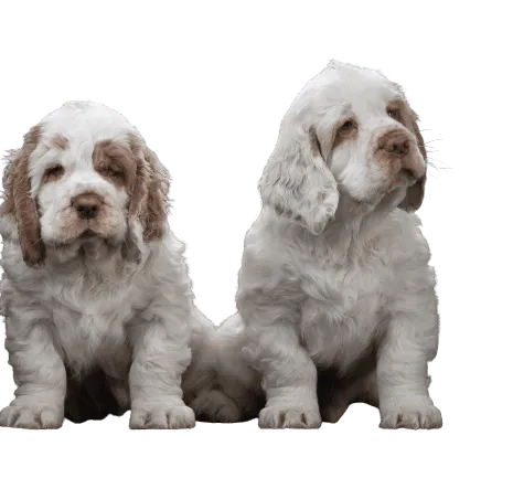 Clumber-Spaniel-6-1