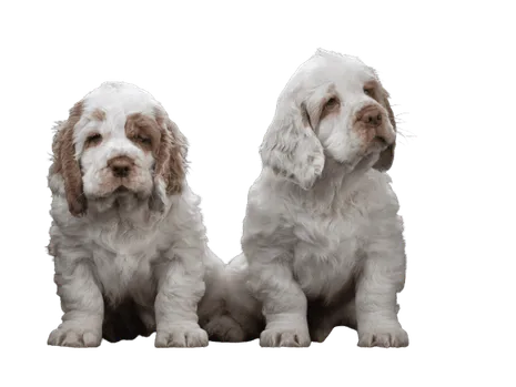 Clumber-Spaniel-6-1