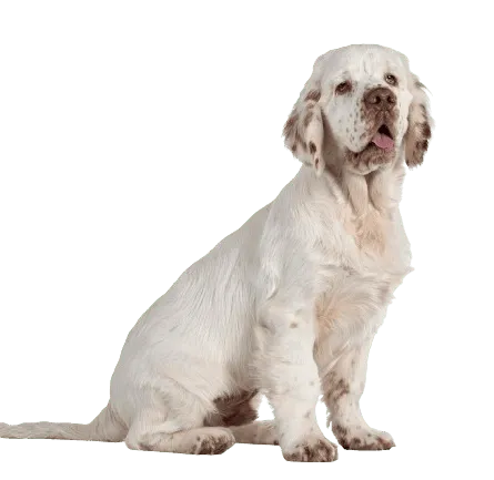 Clumber Spaniel sitting and smiling at the camera