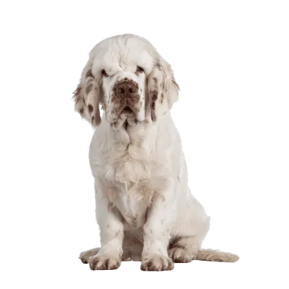 Clumber-Spaniel-3