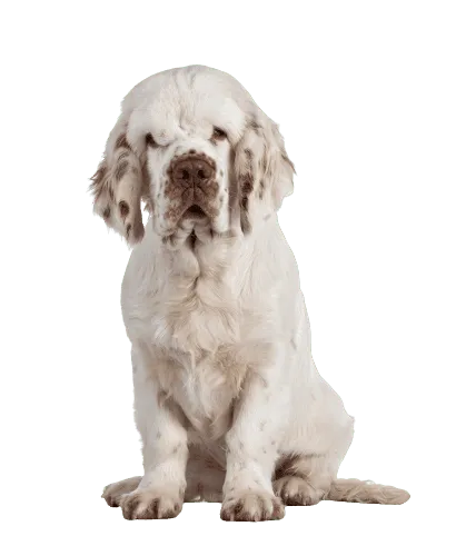Clumber-Spaniel-3