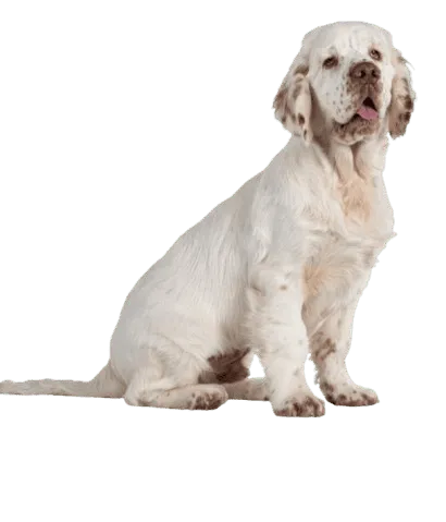 Clumber Spaniel (1)