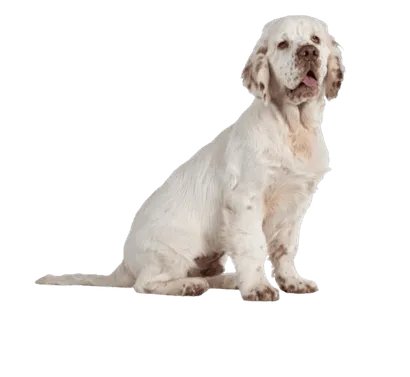 Clumber Spaniel (1)
