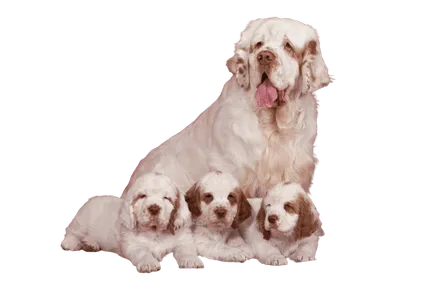 Clumber-Spaniel-2