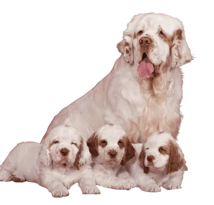 Clumber-Spaniel-2