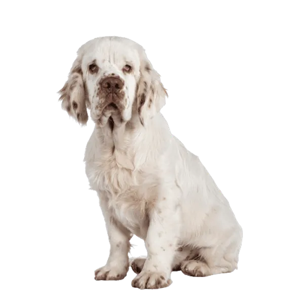Clumber Spaniel Bild