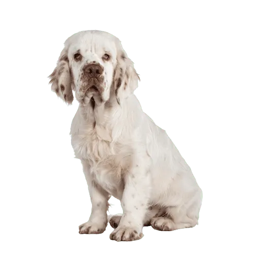 Clumber Spaniel Bild