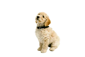 Cockapoo Puppy
