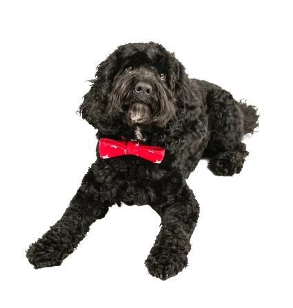 Cockapoo (4)