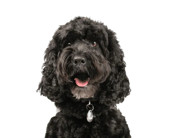 Cockapoo Bild