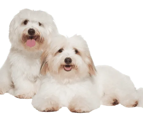 Coton-de-Tulear-1