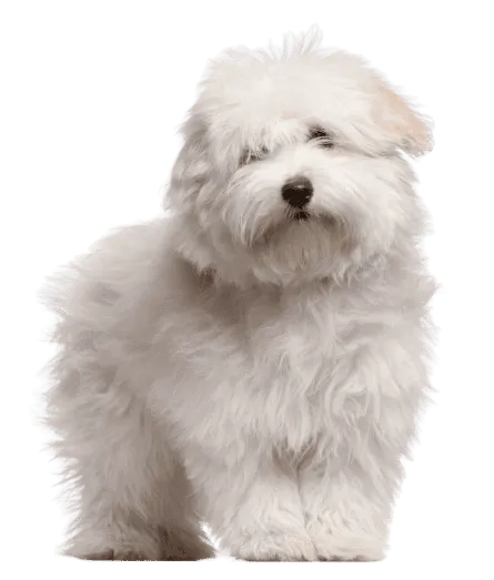 Coton-de-Tulear-2